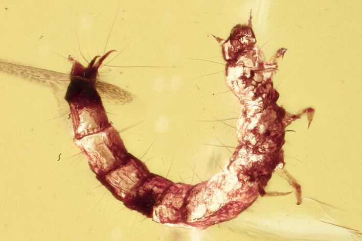 Fossil Beetle Larva (Tenebrionoidea) in Baltic Amber #328148
